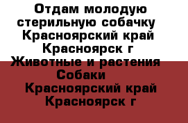 Отдам молодую стерильную собачку - Красноярский край, Красноярск г. Животные и растения » Собаки   . Красноярский край,Красноярск г.